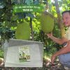 Bao bọc trái cây Thanh Hà cho vụ mùa bội thu kích thước 50x70cm