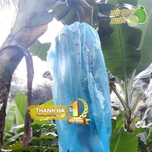 Bao trái cây Thanh Hà nilon xanh bao buồng chuối chất lượng cao 70x140cm