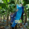 Bao trái cây Thanh Hà nilon xanh bao buồng chuối chất lượng cao 70x140cm