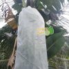 Túi bọc trái cây Thanh Hà chuyên bao buồng chuối kích thước 60x100cm