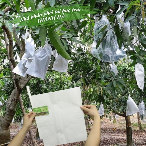 Túi bao trái cây Thanh Hà chất liệu giấy sáp trắng kích thước 20x30cm