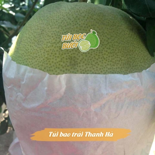 Túi bọc quả bưởi Thanh Hà, bọc trái cây chất liệu giấy sáp 30x35cm