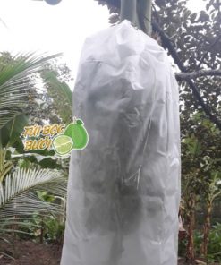 Túi bọc trái cây chống côn trùng bao buồng chuối của Thanh Hà 60x100cm