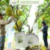 Túi bọc trái cây Thanh Hà chất liệu vải siêu bền kích thước 50x70cm
