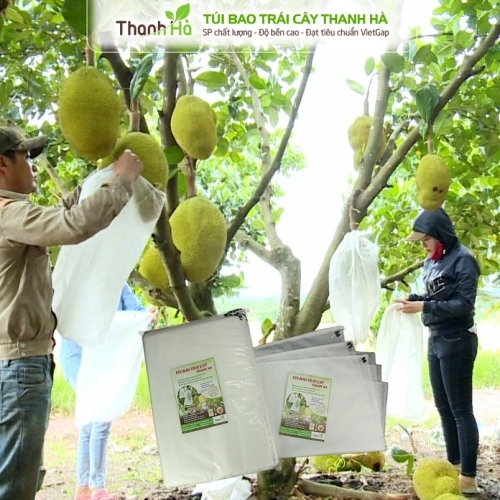 Túi bọc trái cây daklak sản xuất tại Thanh Hà giá rẻ kích thước 50x70cm