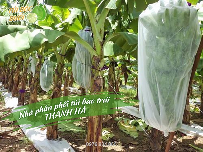 Nhiều nhà vườn đang dùng túi chuối Thanh Hà đã thu lại lợi nhuận cao