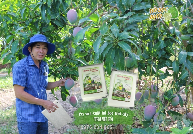 Túi bọc trái được dùng phổ biến trong nhiều nhà vườn trồng xoài
