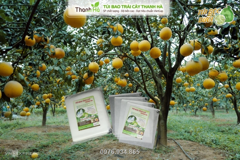Túi được dùng trong các nhà vườn trồng bưởi cho trái có mẫu mã đẹp