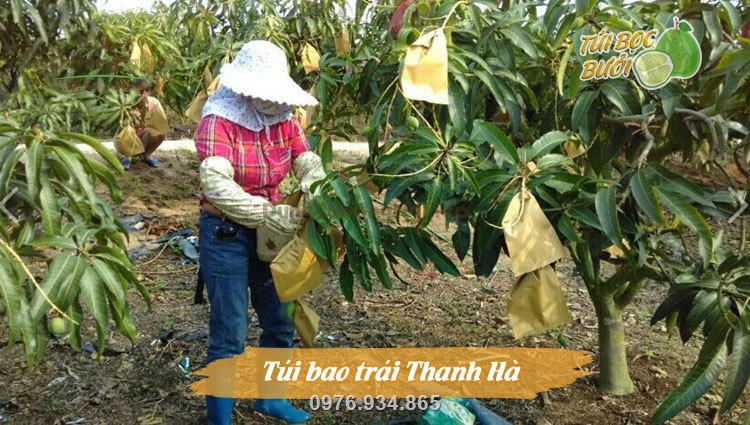 Túi giấy vàng Thanh Hà được dùng trong vườn xoài của chị Hương