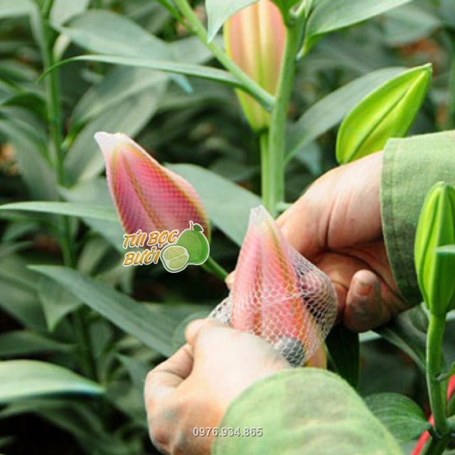 Lưới dùng để bao bọc bảo vệ hoa khỏi côn trùng, giúp kéo dài thời gian hoa nở, chống dập hoa