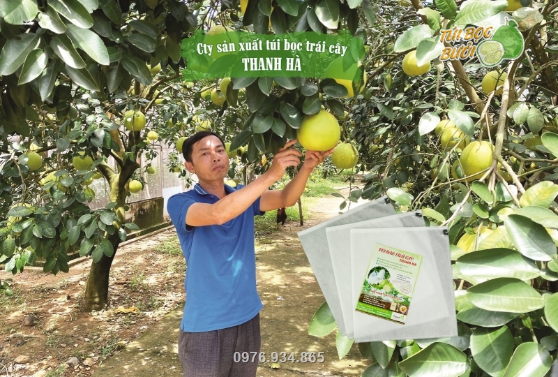 Túi bọc trái được ứng dụng cho các vườn bưởi Hoàng tạo năng xuất cao